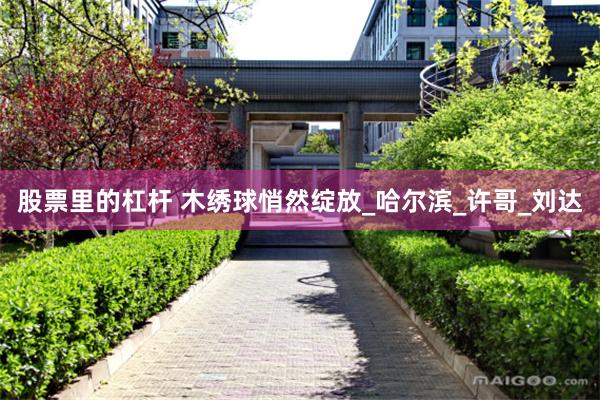 股票里的杠杆 木绣球悄然绽放_哈尔滨_许哥_刘达